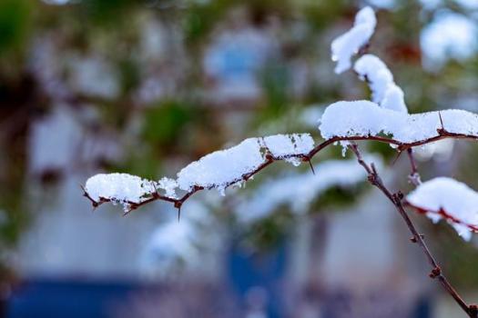 “有雪無雪,，正月初九早看天”，預(yù)示春暖或春寒