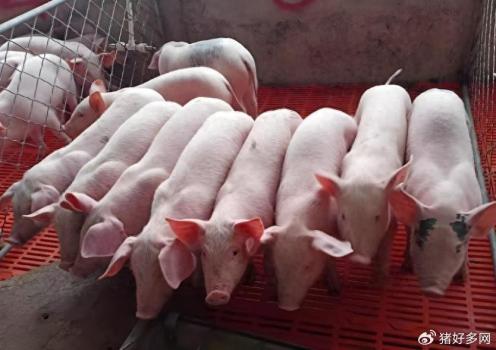 變價預(yù)警！飼料漲價潮卷土重來,？豬市風云變幻