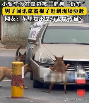 轎車停在路邊被一群狗“拆車”