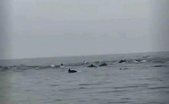 深圳一海域惊现海豚群 壮观场面引关注
