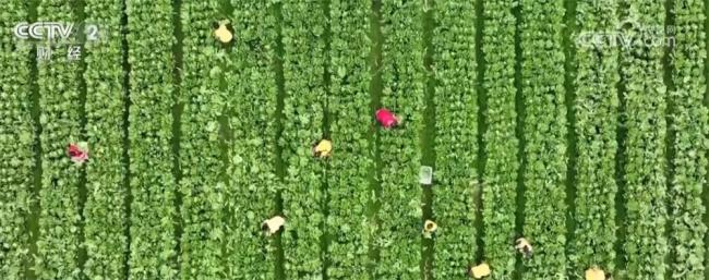 湖南永州新鲜蔬菜7个小时就能直达香港 创新模式保新鲜