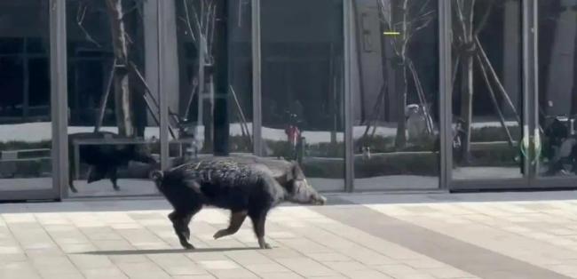 上海一头野猪在街头狂奔 惊现青浦金泽镇