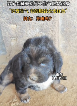 藏獒幼崽一生气眼睛竟会变成红色！