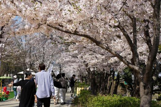 韩国确诊今年首例“蜱虫病”病例 春季高发期需警惕