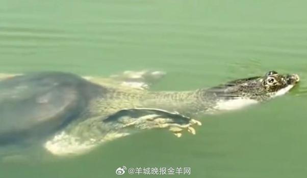 比大熊猫更濒危的动物全国仅1只 最后斑鳖孤独生存