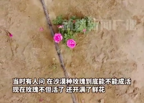 塔克拉瑪干沙漠10萬株玫瑰驚艷綻放 在沙漠干旱環(huán)境中頑強(qiáng)生長(zhǎng)并開花
