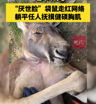動物園厭世臉袋鼠躺平任擼,，臉寫著“不想上班”