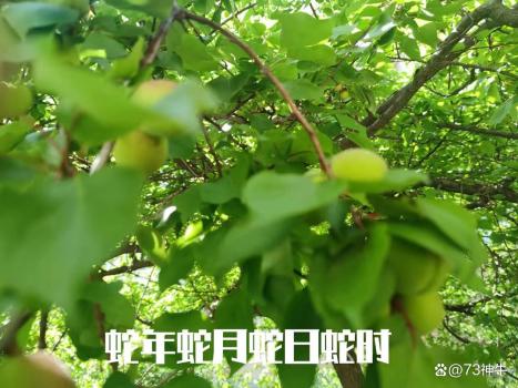 “四蛇聚首”最不能做5件事，别忘了告诉家人