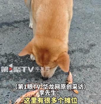 流浪狗憑“乖”讓自己吃飽飯 攤位間的小明星