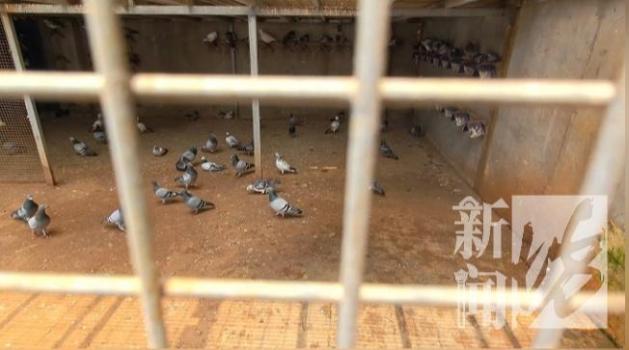 23只賽用信鴿被盜市場估值超50萬 蟊賊識貨斷羽盜鴿