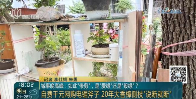老人鋸斷20年香樟樹枝干：拿我怎樣 私自修剪引發(fā)爭(zhēng)議