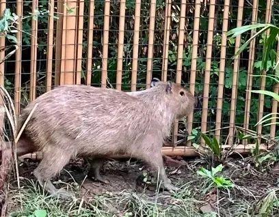 越獄卡皮巴拉豆包回家 胖了一斤多 兩個(gè)月后終團(tuán)圓