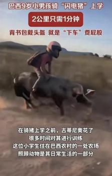 男孩騎豬上學(xué)2公里路程僅需1分鐘 豬的驚人速度