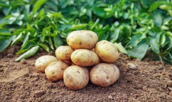 500畝土豆被哄搶 法不責(zé)眾不是借口 法治與治理的考驗