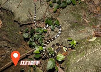 男子小區(qū)內(nèi)被毒蛇咬傷全身多處發(fā)麻 緊急送醫(yī)治療