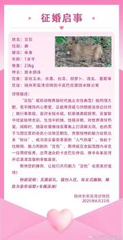 曾出逃的卡皮巴拉全國征婚 動物園同仁齊助力