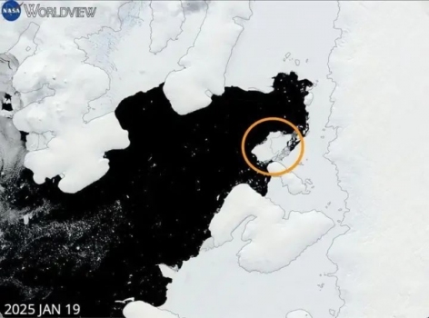 南極冰山斷裂后,，科學(xué)家發(fā)現(xiàn)一種極其罕見的“透明”生物