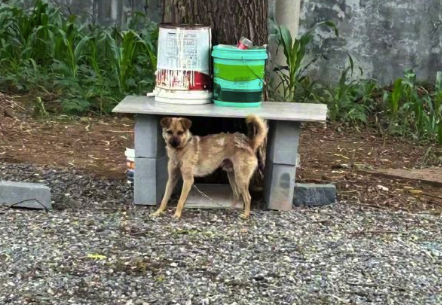 狗主3人涉嫌非法侵入住宅 狗主人被反杀妻子后悔闯入对方家中