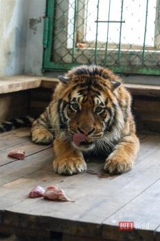 认养2年东北虎心衰死亡 林草局回应 过失喂养遭质疑