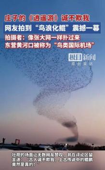 網(wǎng)友拍到“鳥浪化鯤”震撼一幕 生態(tài)奇跡見證黃河口濕地保護(hù)成果