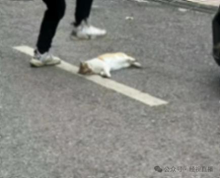 中學(xué)教師當眾踩死貓被停職 校園事件引發(fā)關(guān)注