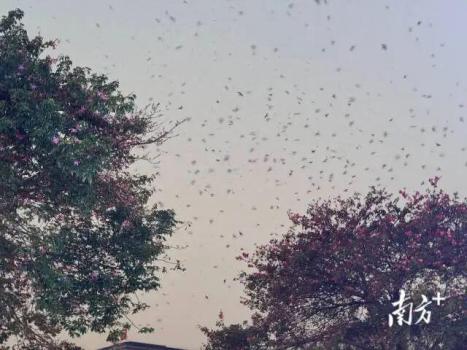 佛山一地近倆月天降大量“鳥屎雨” 家燕聚集擾民