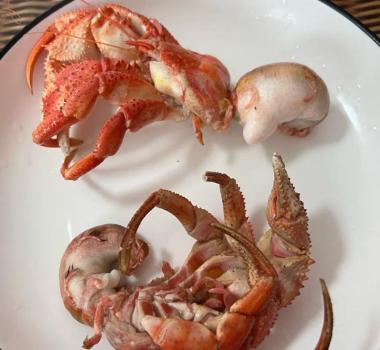 女子买来的寄居蟹壳一碰就亮 真裂虫引发的奇妙现象