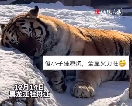 东北虎雪地睡觉冒热气 网友：小伙睡凉炕，全靠火力壮！