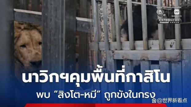 泰军控制柬埔寨一赌场发现狮子黑熊 动物状况危急待救援