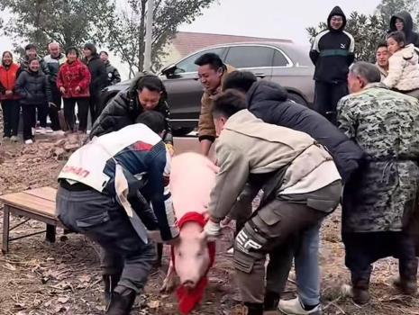 合川文旅助力刨猪汤活动 网红“呆呆”引关注