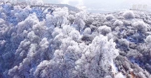 蔚为壮观！雪后雾凇扮靓冬日高原