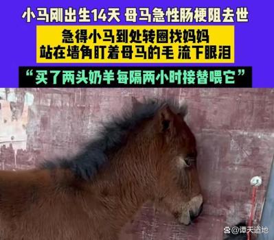 你被动物护崽行为感动过吗 无声的爱与守护