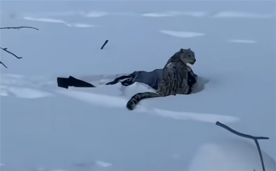 新疆阿勒泰一滑雪场游客被雪豹咬伤 人兽边界需重审