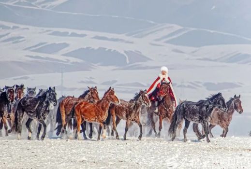 贺娇龙坠马受伤、抢救细节公布 红色身影永远铭记