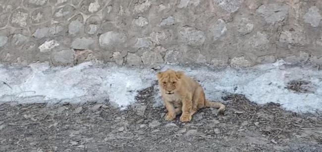 路边惊现小狮子 当地：系意外出逃 年关将至引热议