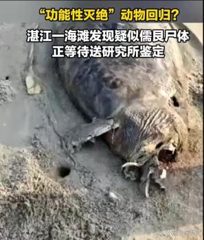 广东湛江海滩发现疑似儒艮尸体 引发广泛关注