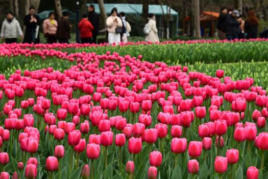 浙江一大波好天气准备直冲20℃ 春暖花开即将登场