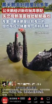 “渣鹅”出轨后与新欢近1年没下蛋 性别鉴定揭真相