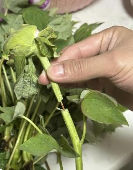 游客在洛阳折断牡丹花跳进花丛拍照 假消息引发关注