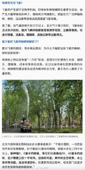 为什么不能把杨柳树都砍了? 绿化主力军替换需时日