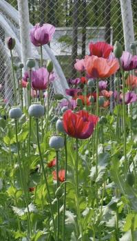 武汉植物园现罂粟花 园方：用于科普 合规种植引关注