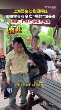 蜘蛛猴与饲养员互薅头发走红 搞笑互动逗乐网友