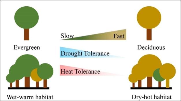 天熱又缺水植物靠什么硬扛 葉片碳經(jīng)濟性狀成關(guān)鍵