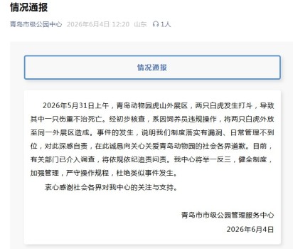 網(wǎng)紅白虎“小孬”意外離世 園方通報 飼養(yǎng)員違規(guī)操作導(dǎo)致悲劇