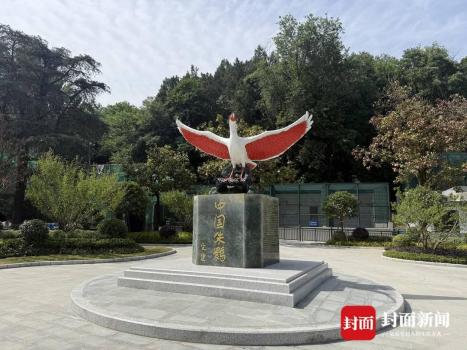 45年保護朱鹮從7只到1.2萬只 三代“牧鹮人”的堅守