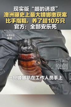十万只走私巨型蟑螂被安乐死，体长能达到8厘米