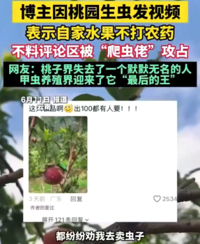 桃农晒树没打药网友却想买虫 甲虫养殖界迎来了它“最后的王”