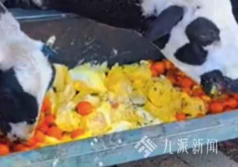 農(nóng)戶回應(yīng)用榴蓮喂羊稱能去膻：主營(yíng)水果零售，破損死包的榴蓮從不售賣，全都喂羊