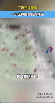 广东一小区蟑螂集体出没 多到用桶装 湿热天气成主因