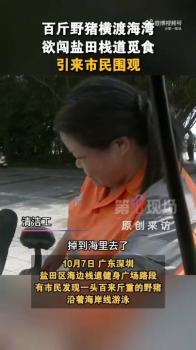 深圳一海边惊现100多斤野猪 台风后觅食横渡海湾
